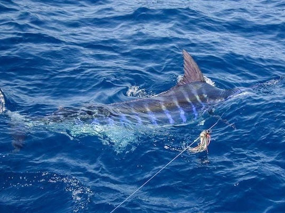 A blue marlin brought boatside aboard Spellbound, Miami