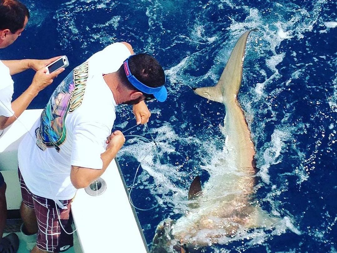 Angler leadering a shark boatside aboard Spellbound, Miami