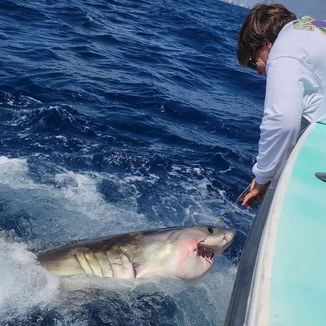 Crew member leadering a large shark boatside aboard Spellbound, Miami